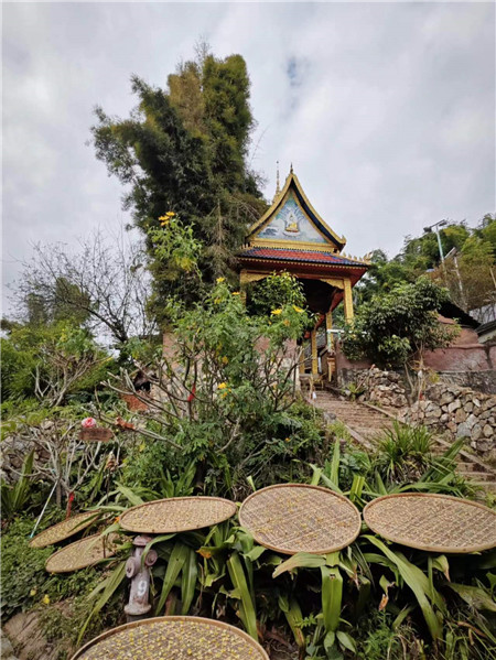 晾曬茶花。寨子里的生活隨處可見與茶有關(guān)的小景