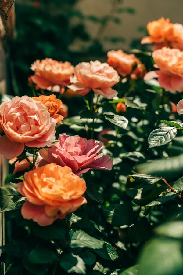 C:\Users\wz-czy\Desktop\9367a1965ccff62d115e0a068953eee3_pexels-photo-29301943_auto=compress&cs=tinysrgb&dpr=1&w=500.jpeg